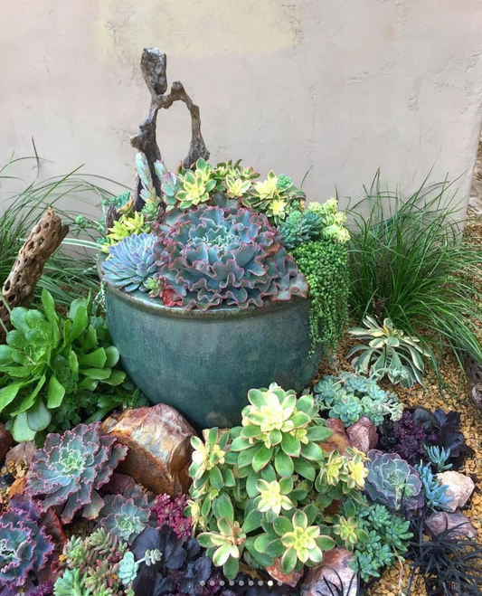 Succulent plants: the beauty of tranquility in life