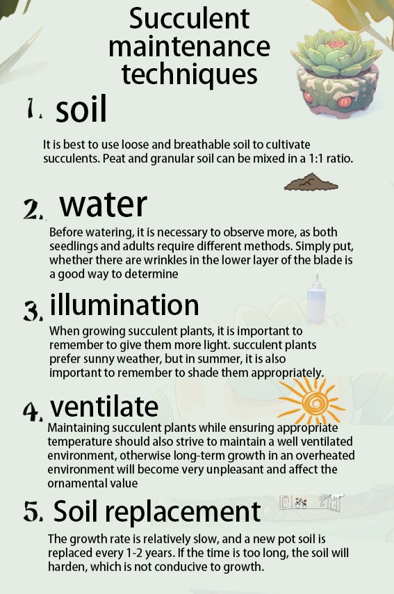 How to make a succulent summer in the hot summer？