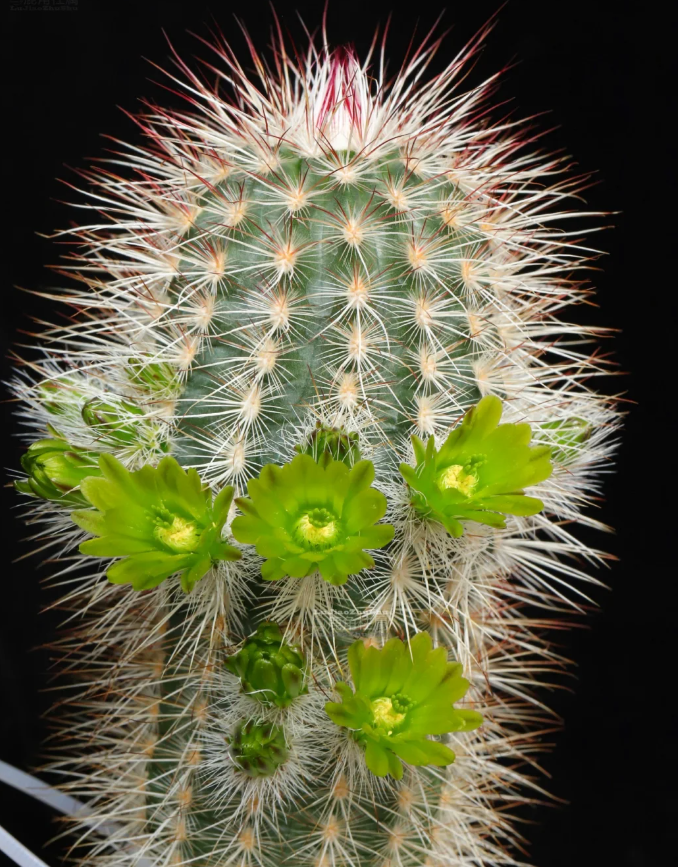 Why do cacti need to be grafted？