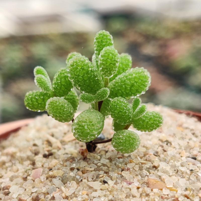 Dicrocaulon ramulosum (L.Bolus) Ihlenf.   Sweetcandy