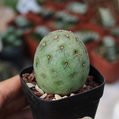 Tephrocactus Geometricus