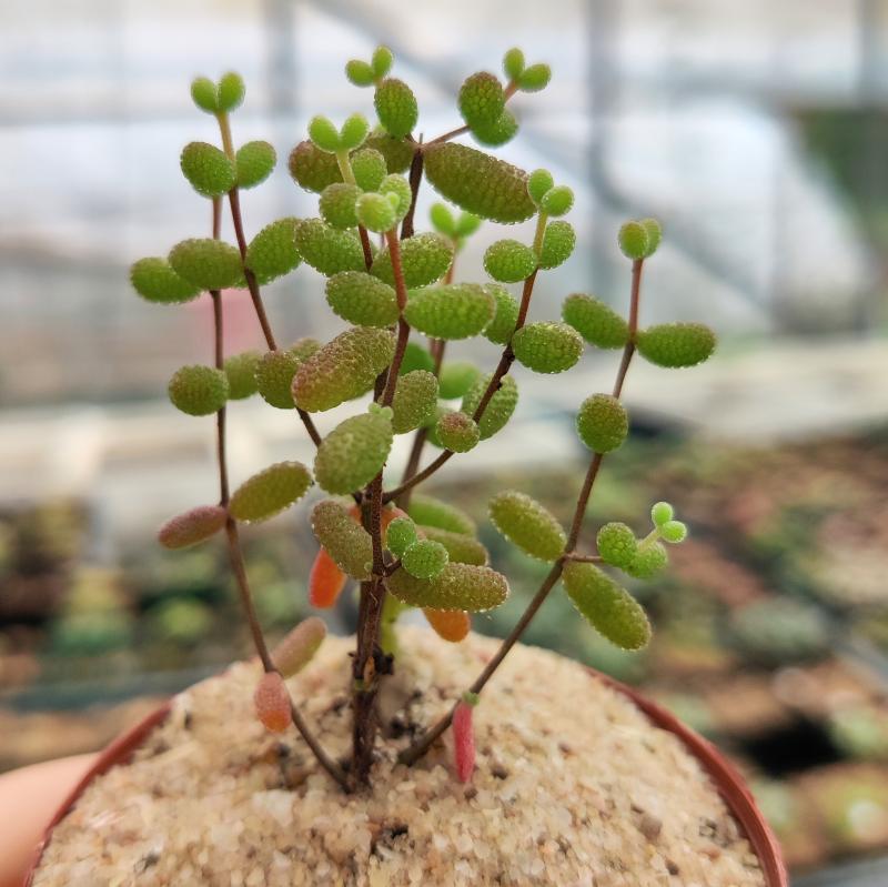 Dicrocaulon ramulosum (L.Bolus) Ihlenf.   Sweetcandy