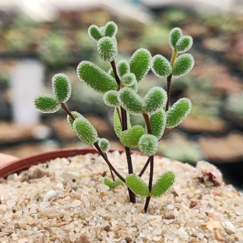 Dicrocaulon ramulosum (L.Bolus) Ihlenf.   Sweetcandy