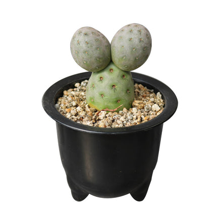 Tephrocactus Geometricus