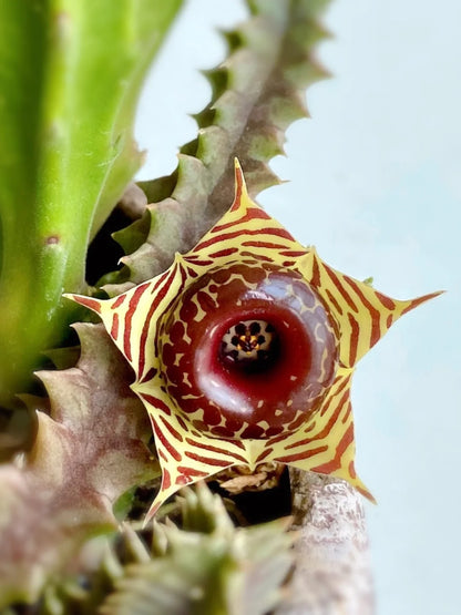 Huernia zebrina-doughnut