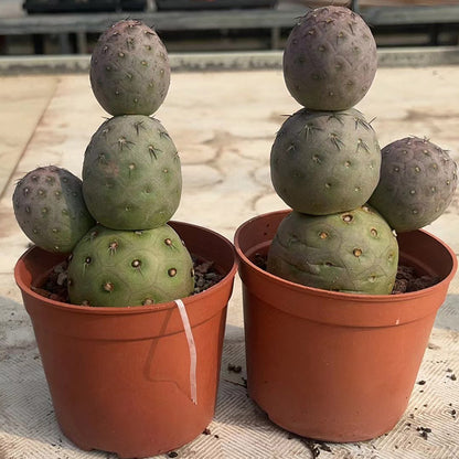 Tephrocactus Geometricus