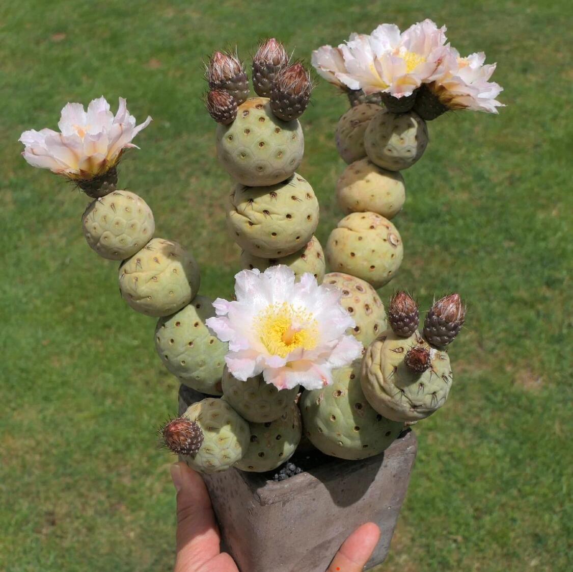 Tephrocactus Geometricus