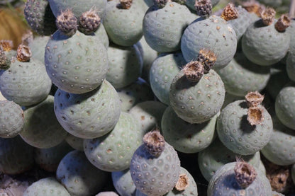 Tephrocactus Geometricus