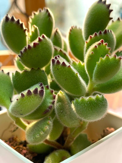 Bear Boy - succulent plants