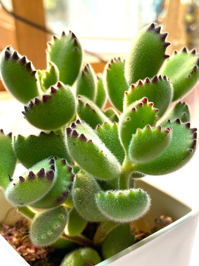 Bear Boy - succulent plants