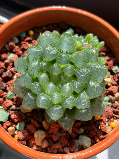 Haworthia obtusa var.pilifera - succulent plant with thick succulent leaves