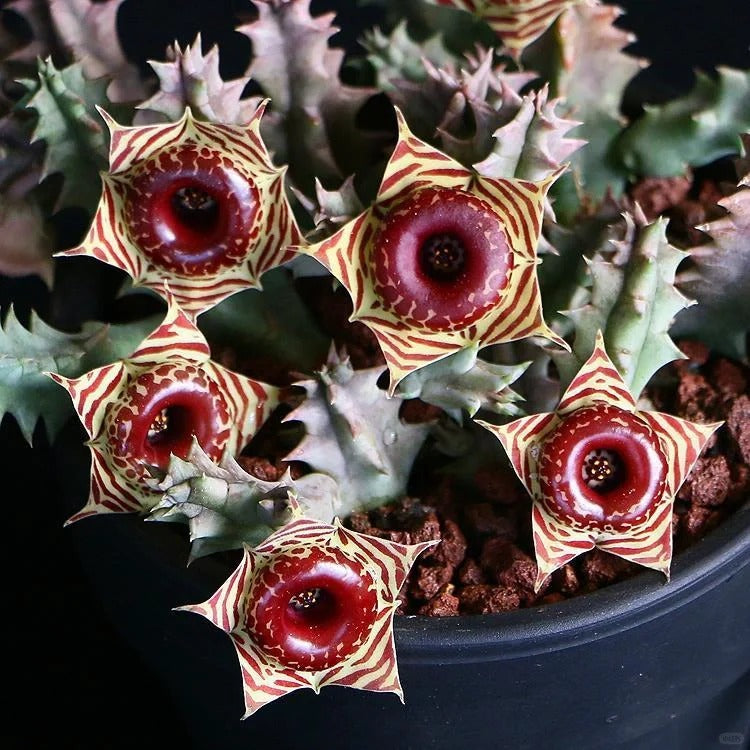 Huernia zebrina-doughnut