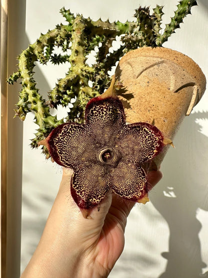 Edithcolea grandis--Strange Cactus