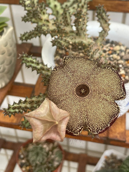 Edithcolea grandis--Strange Cactus