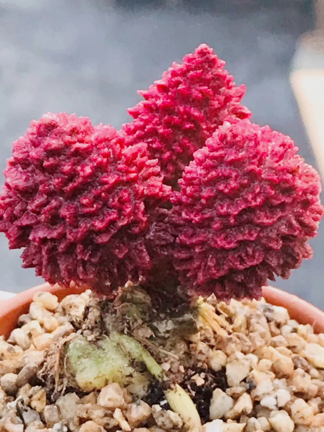 Adromischus herrei (Syn: Adromischus marianae fa. herrei)