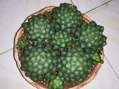 Haworthia obtusa var.pilifera - succulent plant with thick succulent leaves