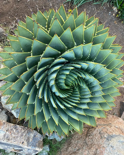 Aloe polyphylla Pillans