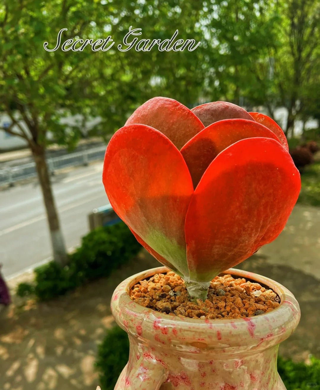 Kalanchoe Thyrsiflora – Flapjack Succulent