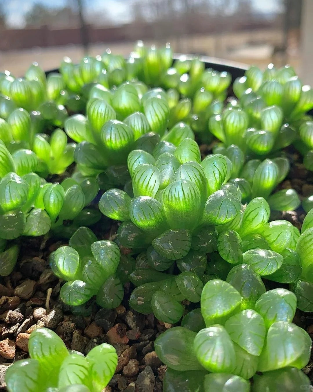 Haworthia Cooperi Var.Seed