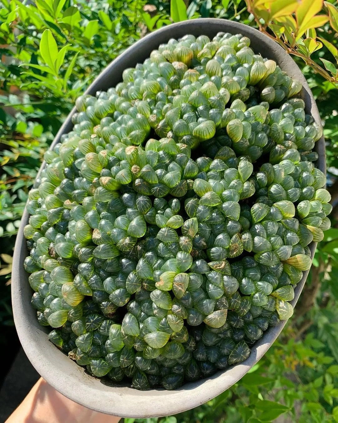 Haworthia Cooperi Var.Seed