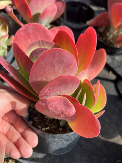 Kalanchoe Thyrsiflora – Flapjack Succulent