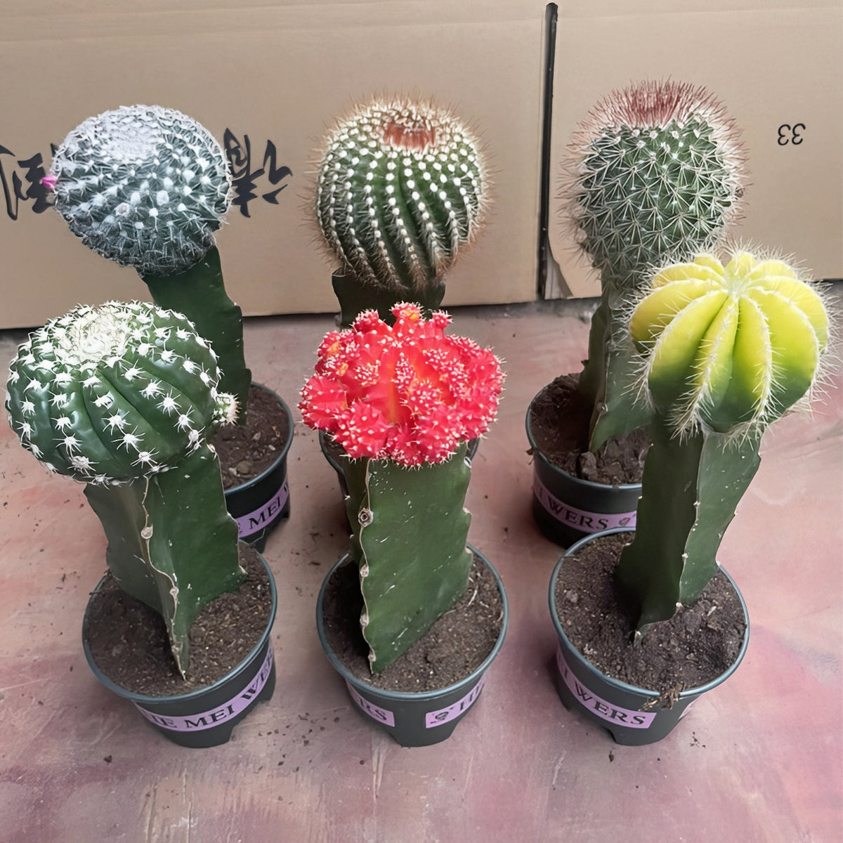 Surprise Combination Cactus Grafting Potted Plants