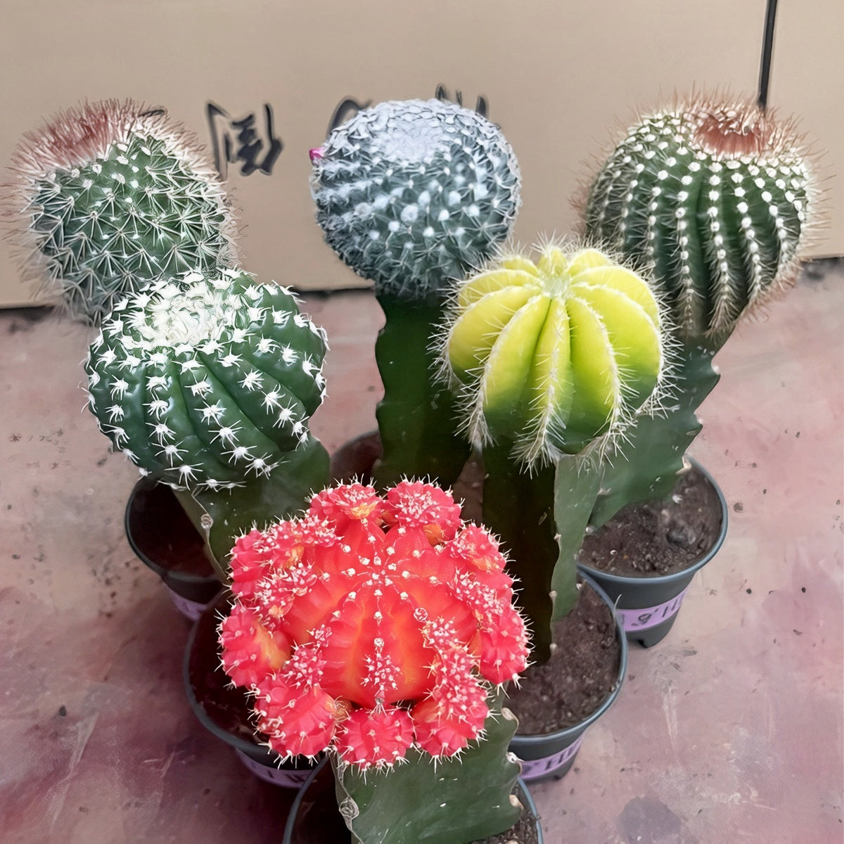 Surprise Combination Cactus Grafting Potted Plants – JunLan--arboretum