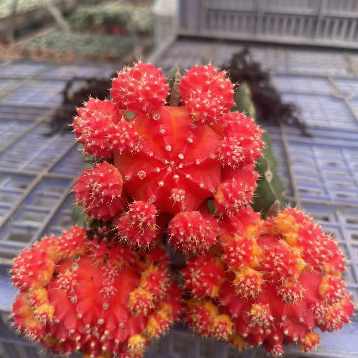 Surprise Combination Cactus Grafting Potted Plants – JunLan--arboretum