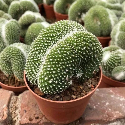 Truffle Jade Decoration - Cactus Ball