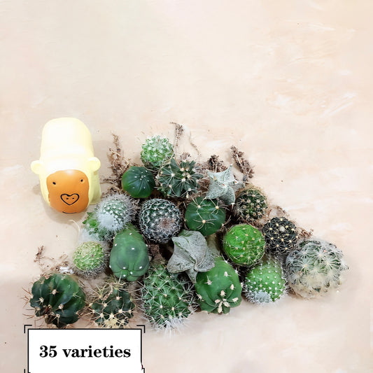 Cactus surprise blind box