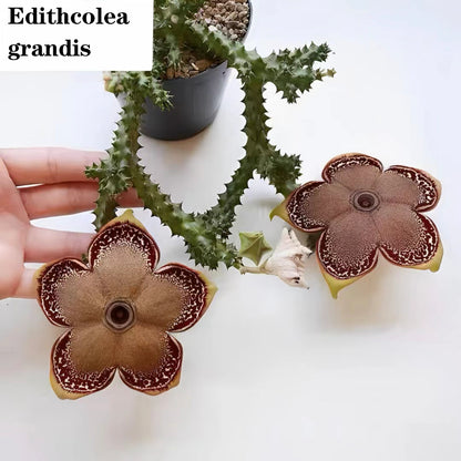 Edithcolea grandis--Strange Cactus