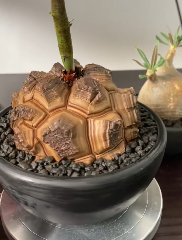 Turtle Ankylosaurus succulent