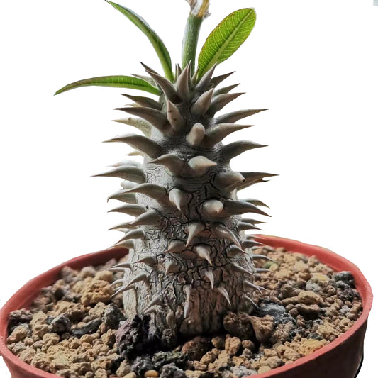 pachypodium makayense