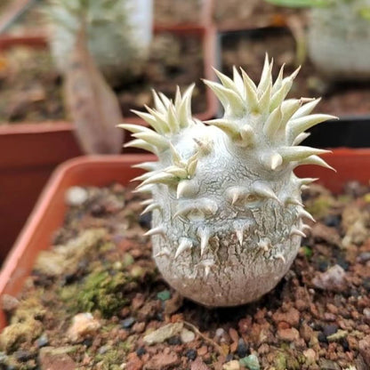 pachypodium makayense