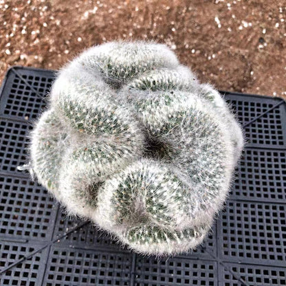 Fragrant Pill Cactus