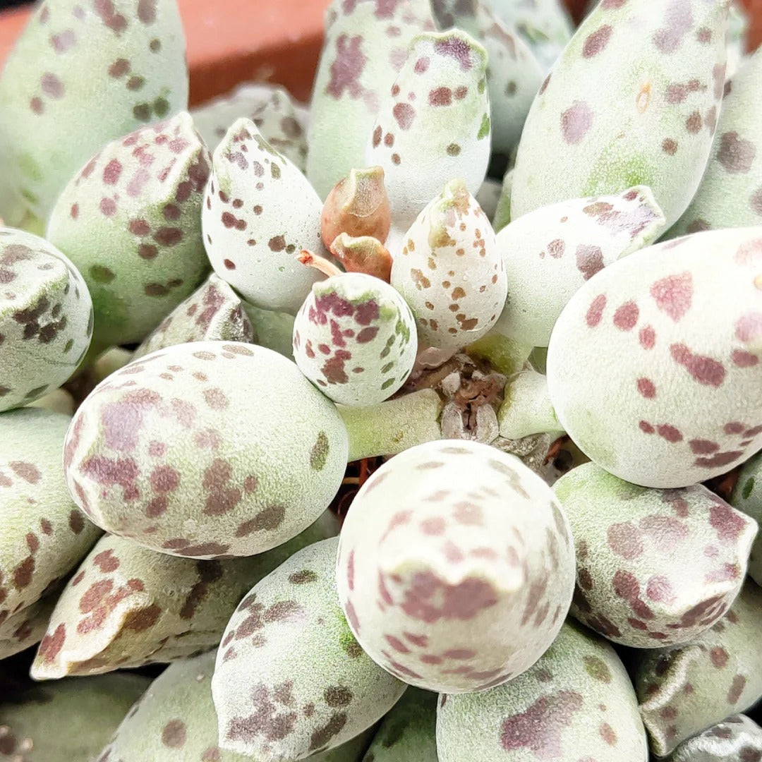 Rare Succulent -Adromischus Cooperi v. Festivus