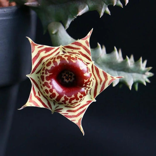 Huernia zebrina-doughnut