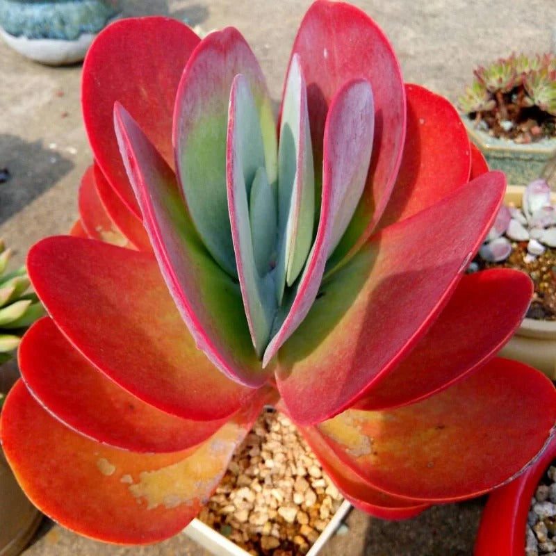 Kalanchoe Thyrsiflora – Flapjack Succulent