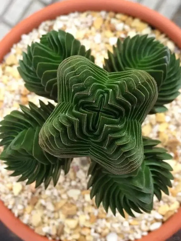 Crassula 'Buddha's Temple'