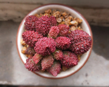 Adromischus herrei (Syn: Adromischus marianae fa. herrei)