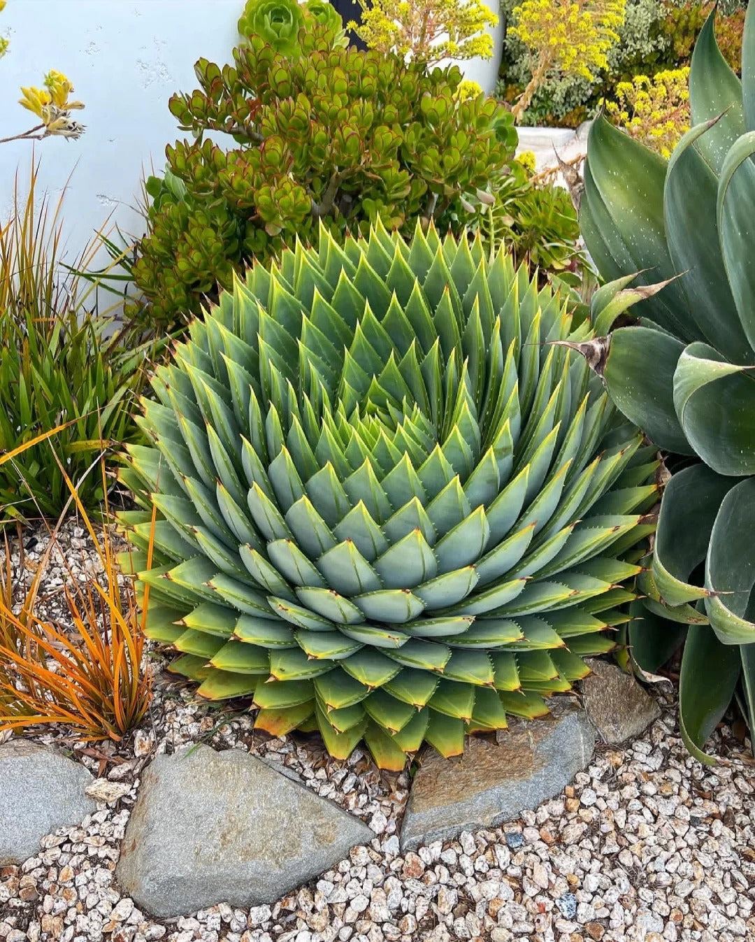 Aloe polyphylla Pillans