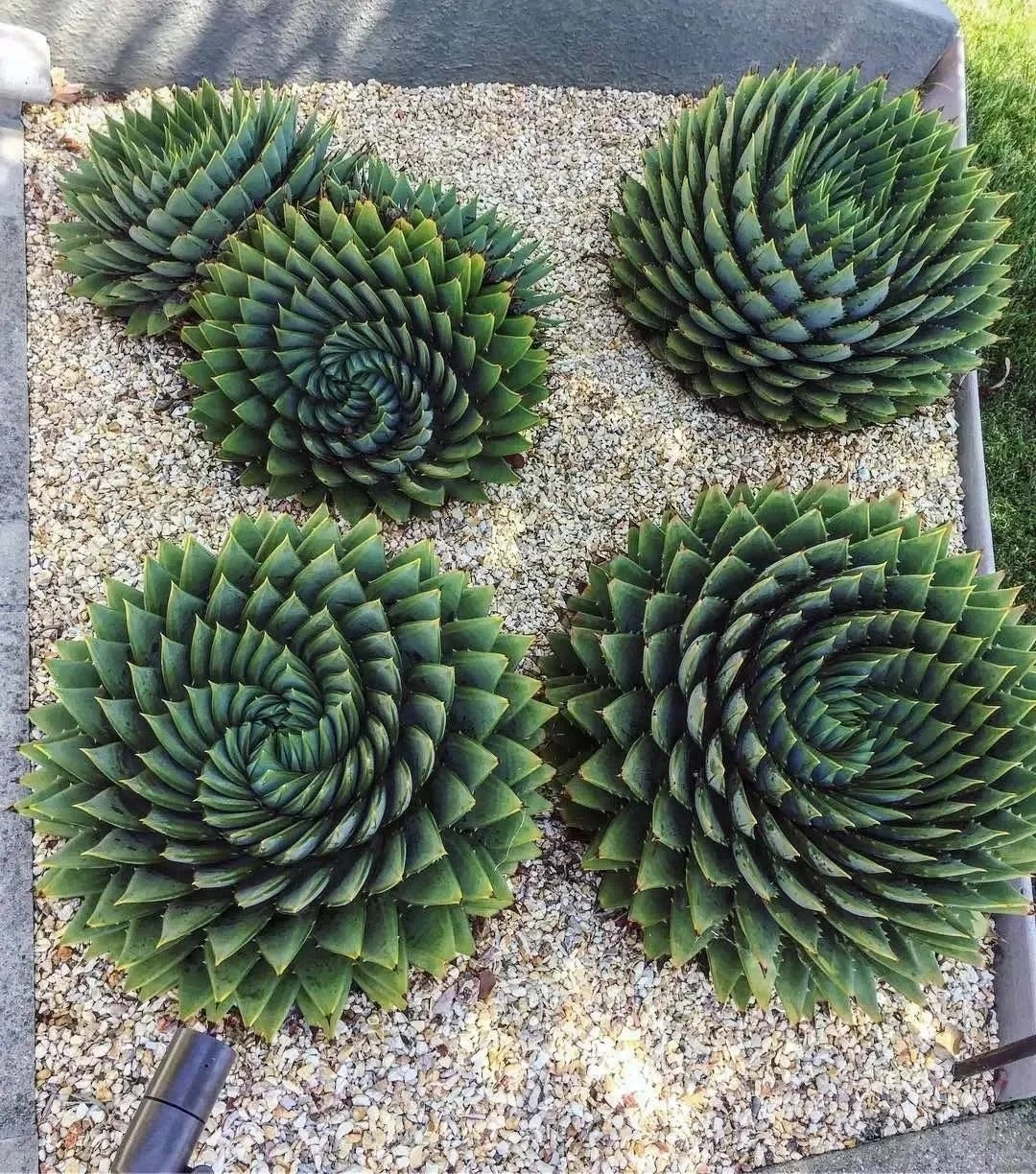 Aloe polyphylla Pillans