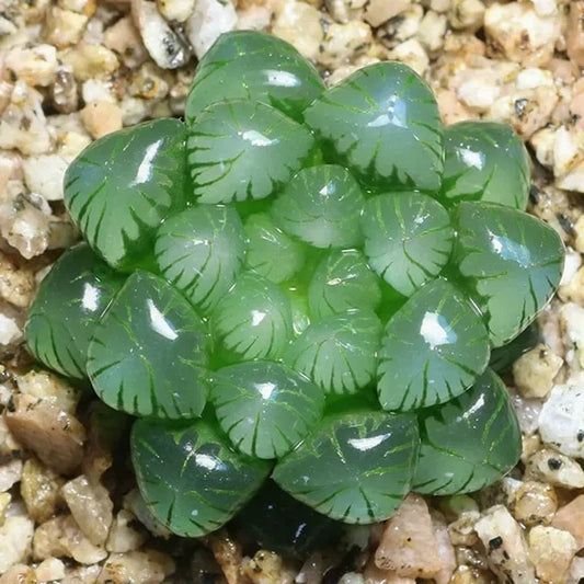 Haworthia obtusa var.pilifera - succulent plant with thick succulent leaves