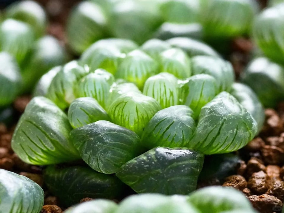 Haworthia obtusa var.pilifera - succulent plant with thick succulent leaves