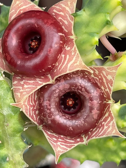 Huernia zebrina-doughnut