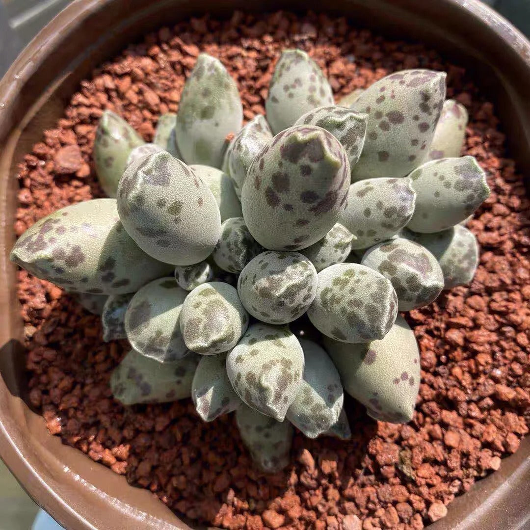 Rare Succulent -Adromischus Cooperi v. Festivus