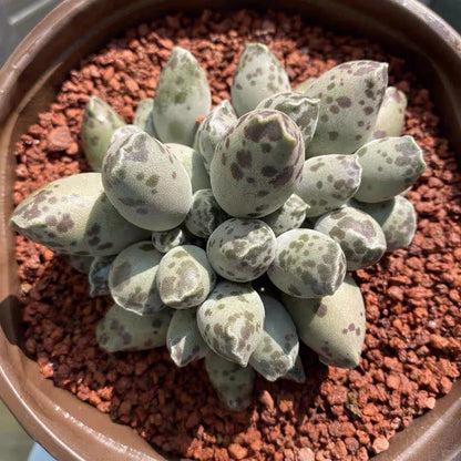 Rare Succulent -Adromischus Cooperi v. Festivus