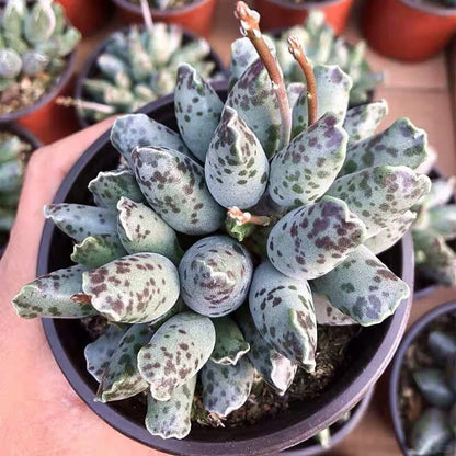 Rare Succulent -Adromischus Cooperi v. Festivus