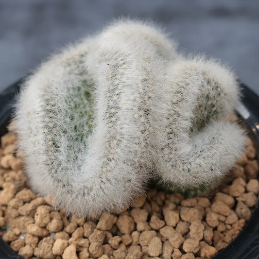 Fragrant Pill Cactus