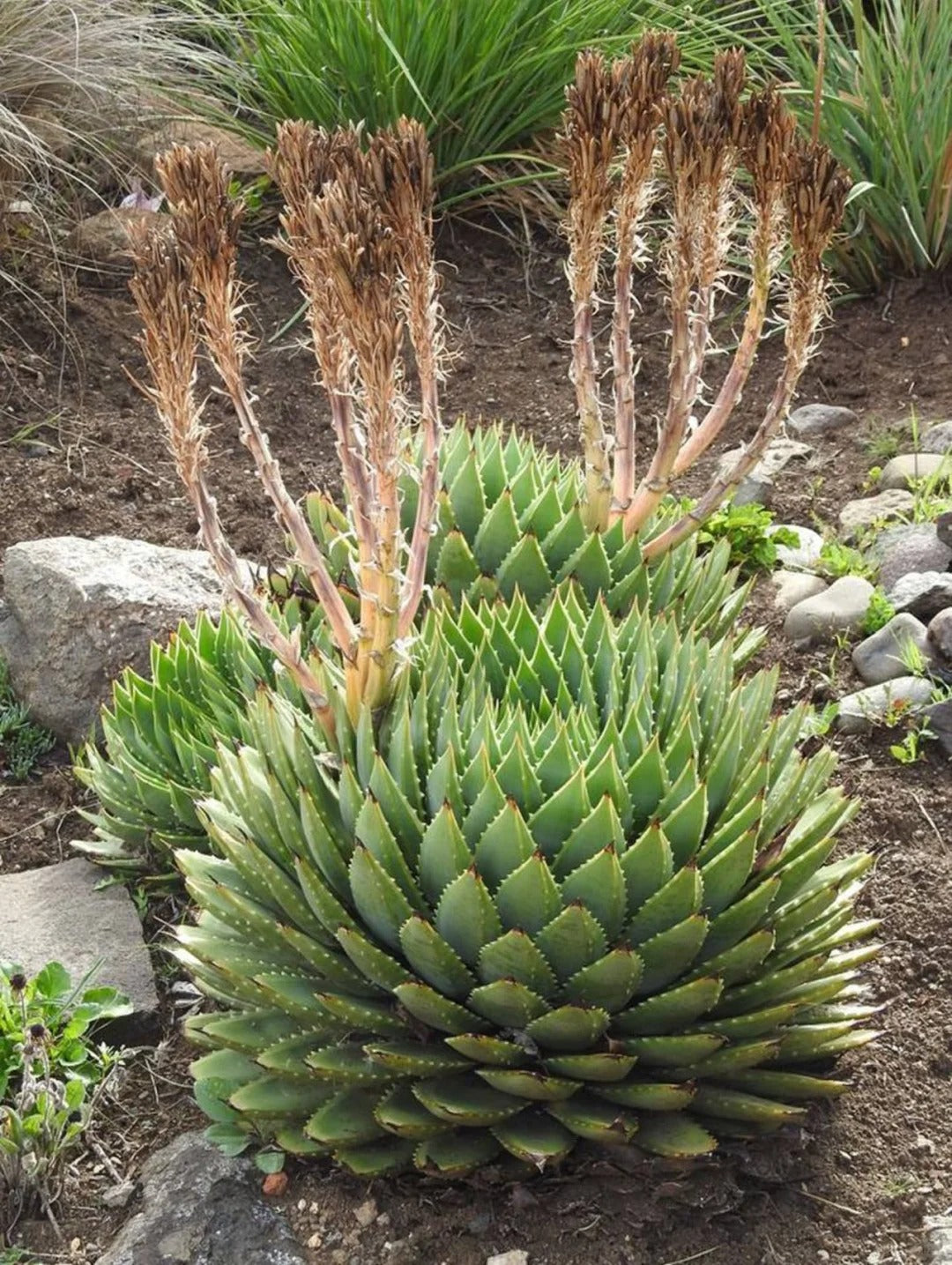 Aloe polyphylla Pillans